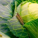 17 средств для обработки капусты от гусениц