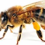 Борьба с пчелами