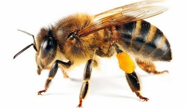 Борьба с пчелами
