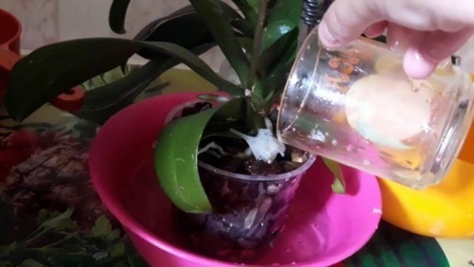 Подкормки для орхидей фаленопсис
