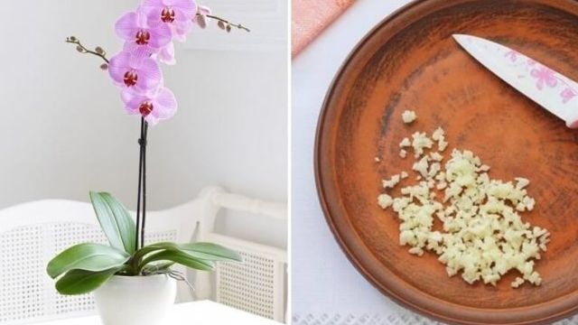 Как сделать чесночную воду для орхидей