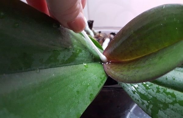 Заболевания орхидей фаленопсис грибковые