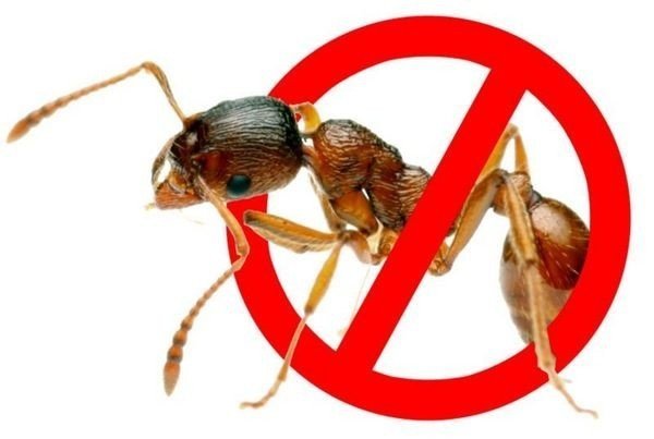 Уничтожение тараканов и муравьев