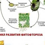 Фитофтора растений, как лечить