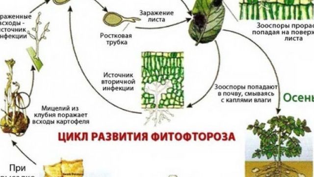 Фитофтора растений, как лечить
