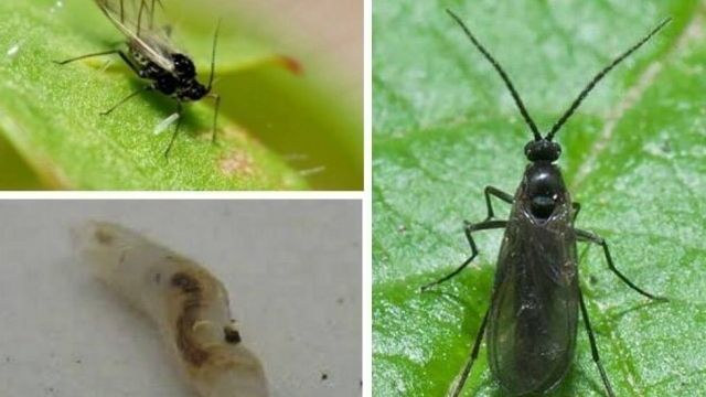 Грибной комарик или сциарида: описание, фото, как бороться