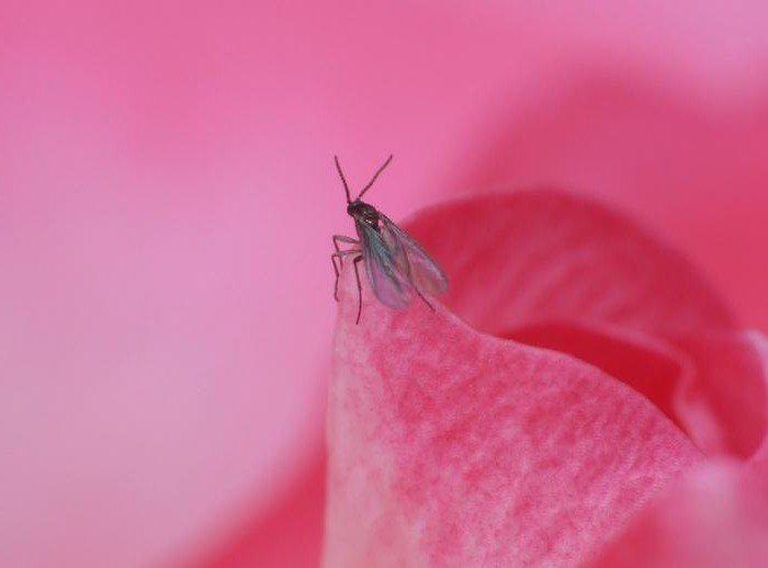 Розовые насекомые