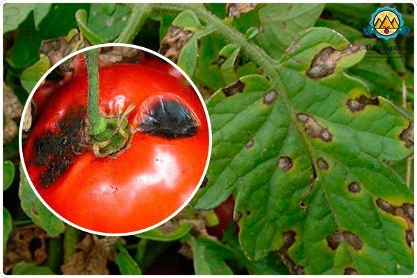 Фитофтороз альтернариоз томатов