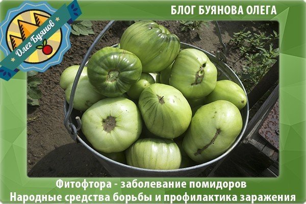 Южный фитофтороз томатов