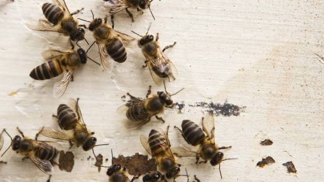 Как эффективно избавиться от пчел
