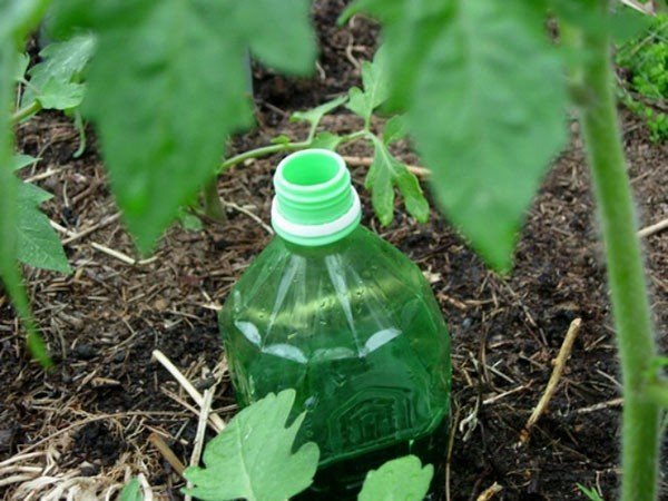 Полив помидор через пластиковые бутылки