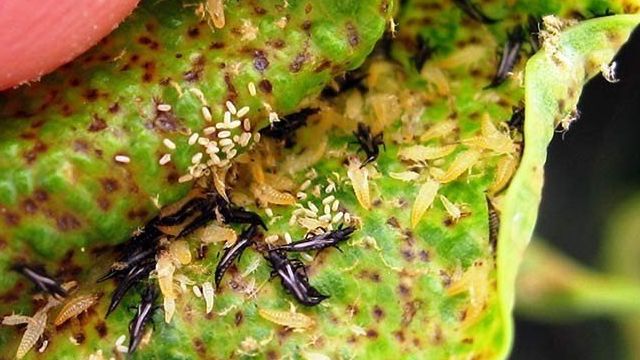Трипсы на комнатных растениях как бороться: фото насекомых и средств, помогающих избавиться от вредителей
