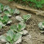 Как применять золу в качестве удобрения на огороде для подкормки растений