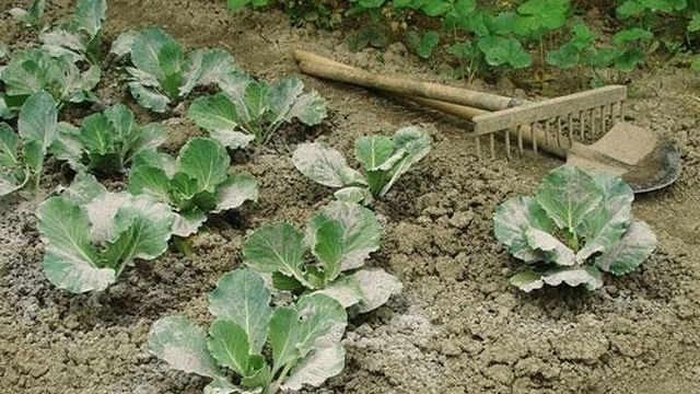 Как применять золу в качестве удобрения на огороде для подкормки растений