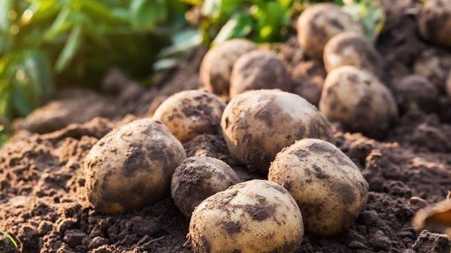 Сидераты для картофеля осенью: какие и когда лучше посеять для плодородия