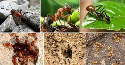 Лесные муравьи муравейник