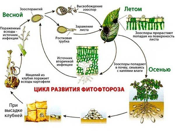 Цикл развития фитофторы на картофеле