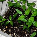 Комнатный перец "Огонек" — посев и выращивание рассады
