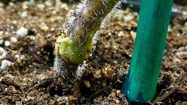Корневая гниль огурцов: как не дать шанса грибку погубить растение