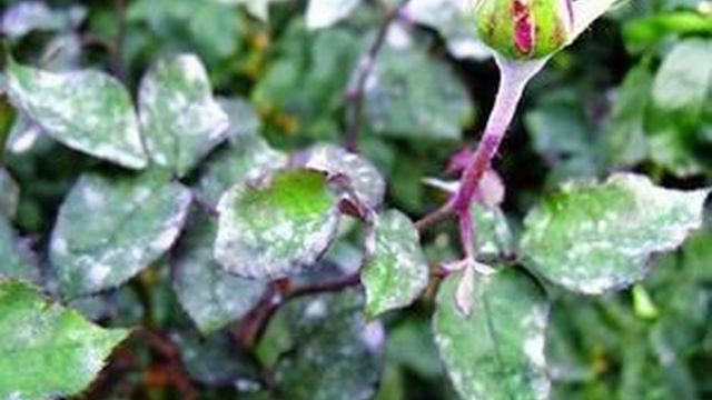 Мучнистая роса на розах: причины появления, симптомы заболевания и варианты лечения растений