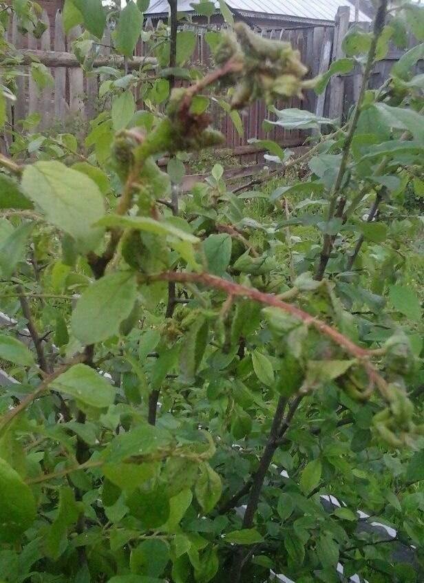Монилиоз войлочной вишни