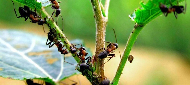 От муравьёв на огороде