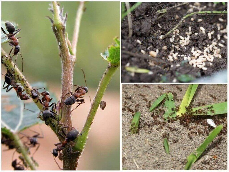 От муравьёв на огороде