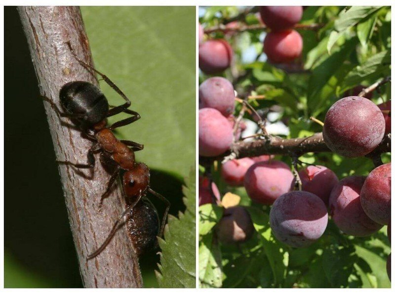 Разновидности муравьев в россии