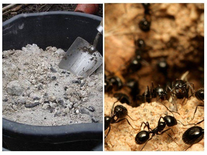 Самые интересные муравьи для содержания