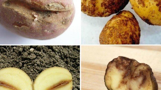 Нематода на картофеле: признаки, меры борьбы