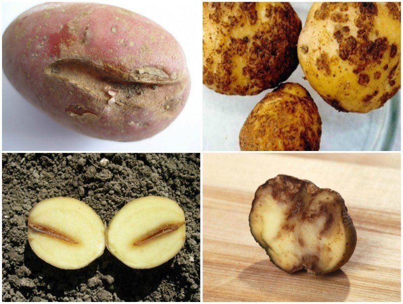 Золотистая картофельная нематода