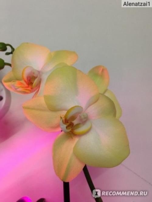 Шилин рейнбоу орхидея фаленопсис