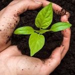 Органические удобрения: основные виды и особенности
