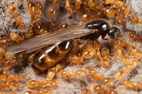 Camponotus gigas матка