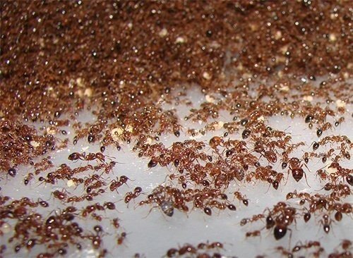 Красные муравьи в квартире