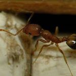 Откуда появляются муравьи в квартире и как с ними бороться?