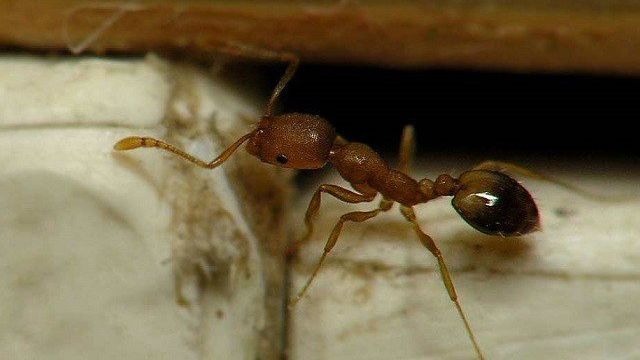 Откуда берутся мелкие рыжие муравьи в квартире и как их уничтожить