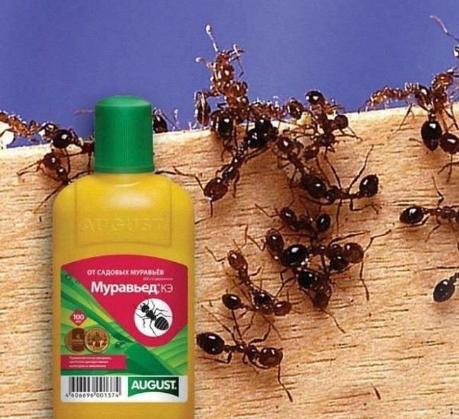 Средства от черных муравьёв в квартире