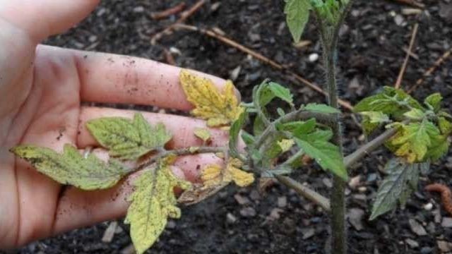 Желтеет рассада помидор: основные причины и советы что делать для спасения урожая