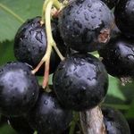 Черная смородина Сластена — ягода для гурманов и ценителей великолепного вкуса