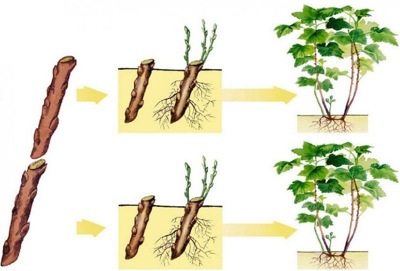 Размножение растений стеблевыми черенками