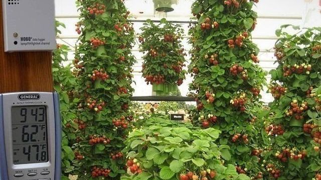 Голландская технология выращивания клубники