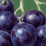 Характеристика сорта винограда «амурский прорыв»