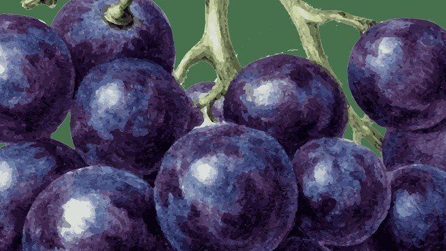 Характеристика сорта винограда «амурский прорыв»