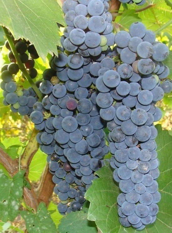 Виноград амурский vitis amurensis
