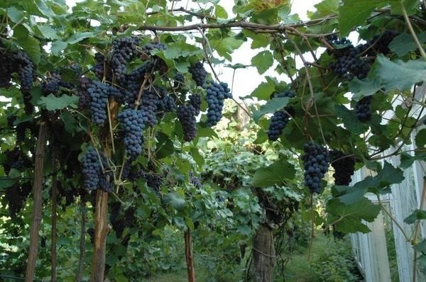 Виноград амурский vitis amurensis