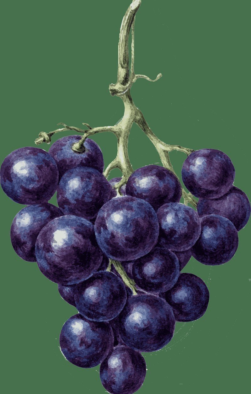 Виноград денисовский