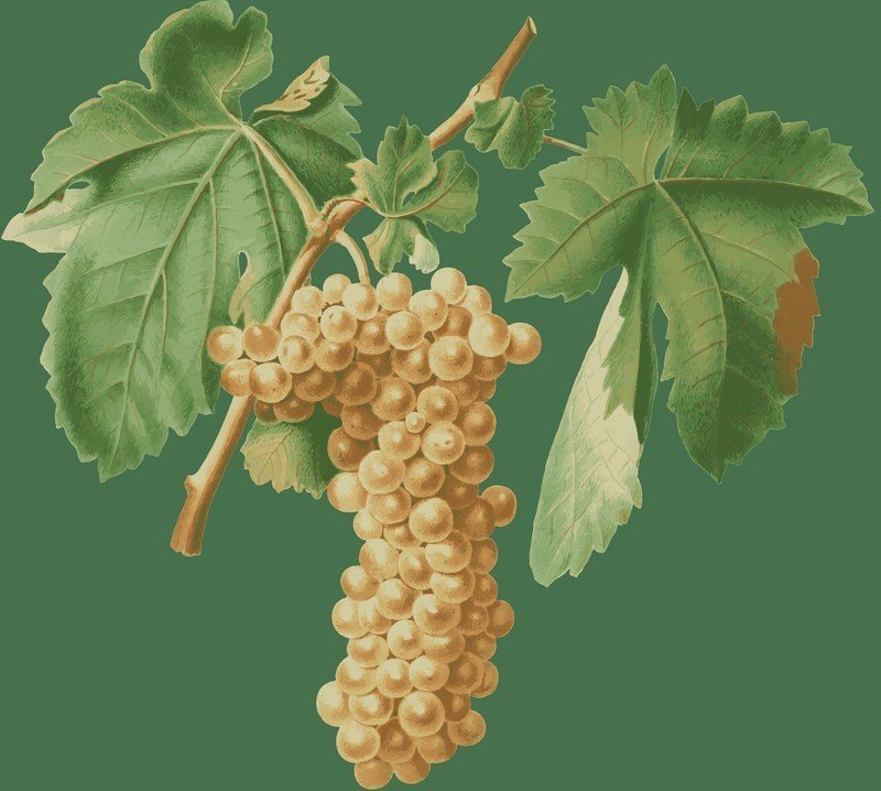 Виноград треббьяно