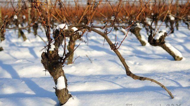 Как подготовить виноград к зиме – все работы в календарном порядке