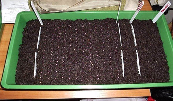 Как в выращивать клубнику в мешках в домашних условиях?